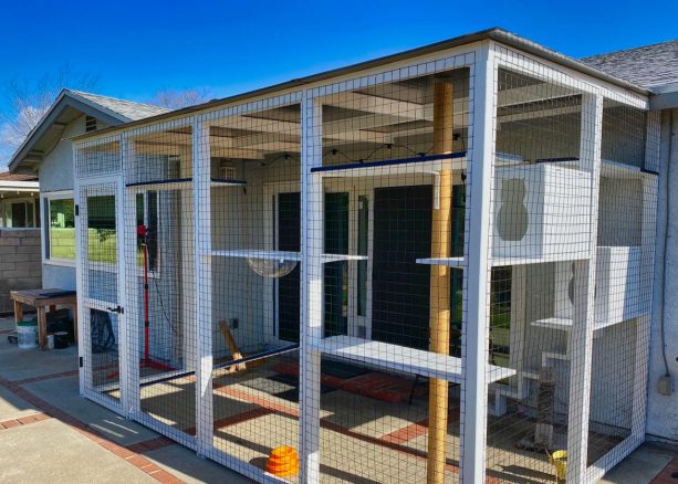 backyard cat enclosures