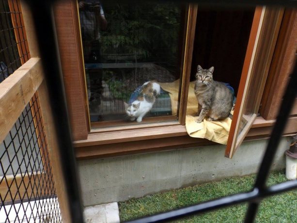 the enclosure is accessible through a window instead of a cat door insert
