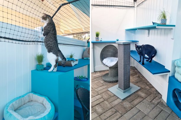 the outdoor enclosure has lots of shelves for the cats