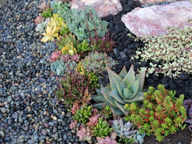 a succulent landscape design with black lava rocks and Mexican beach pebbles as the floor