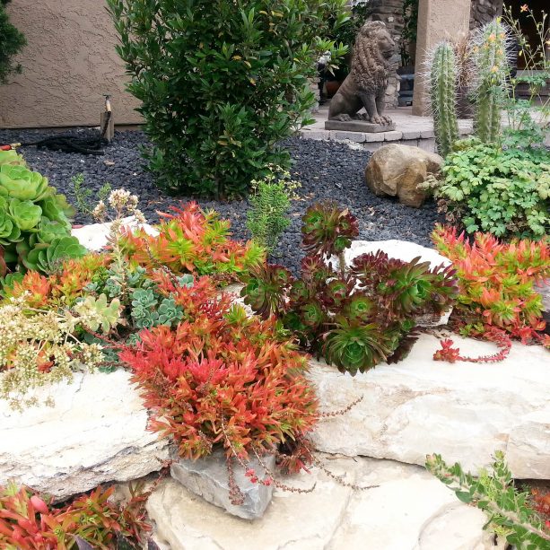 black lava rock floor with colorful succulents and boulders as the border