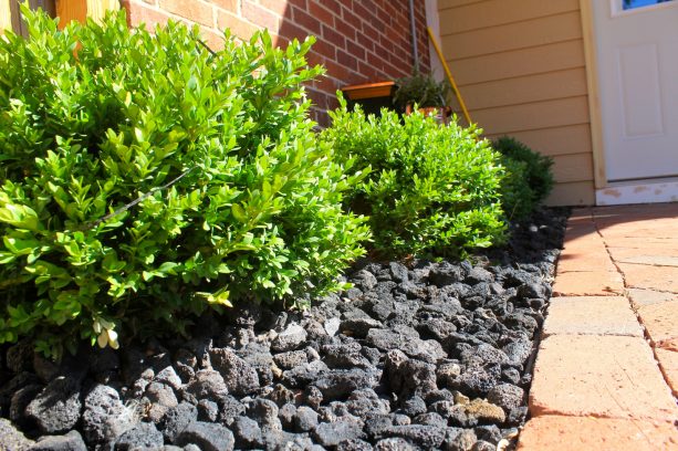 the contrast between green plants and black lava rock looks amazing